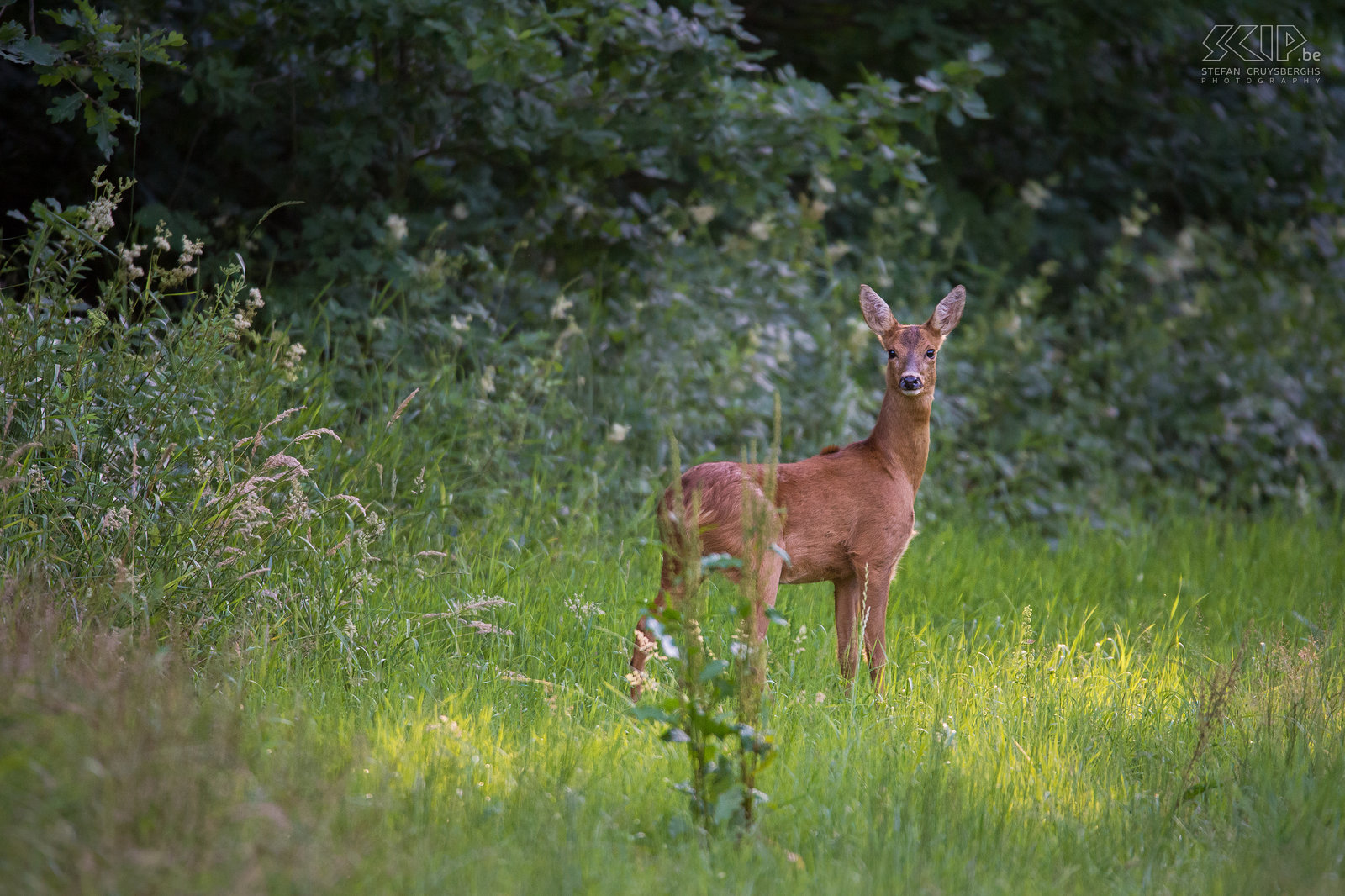 Reeën De ree (roe deer, Capreolus capreolus) is in ons land volop aan een opmars bezig. Maar ondanks ze meer en meer voorkomen in verschillende biotopen, blijven het vaak schuwe dieren die moeilijk lang te observeren zijn. De ree is in Europa de meest voorkomende hertensoort, ze zijn tussen de 100 en 140cm lang en wegen tussen de 20 en 35kg. De voorbije zomer ben ik regelmatig op pad gegaan in enkele natuurgebieden in de regio van Aarschot en Scherpenheuvel-Zichem om specifiek reeën te observeren en te fotograferen. Vooral in de vooravond en bij het vallen van de duister ging ik goed gecamoufleerd op pad om ze te fotograferen.<br />
 Stefan Cruysberghs